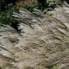 Maiden Grass 'Gracillimus' - Image 2